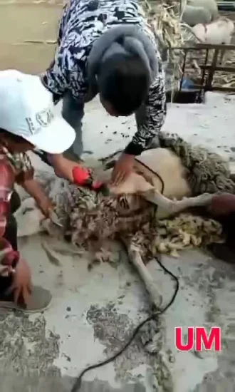 Um recarregável máquina de corte de lã de ovelha sem fio tesouras de ovelha máquina de corte de cabelo de cabra máquinas de cortar cabelo